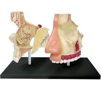 1pcs 4D Human Nasal Cavity Model - Anatomical Healthcare applications Teaching Tool for Science Classroom Study and Display