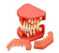 1Pcs Dental Children's Milk Teeth Alternation Model Permanent Teeth Replacement Progress Model Dental Teaching Model(1 pcs age 9to12)