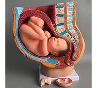 1pcs Life Size Female Pelvis Reproductive Model with Removable 9-Month Fetus - Detailed Educational Tool for Healthcare Studies