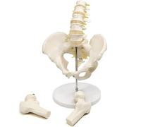 1pcs Life Size Male Pelvis Model with Flexible Lumbar Spine - Anatomical Human Anatomy for Classroom Study and Display