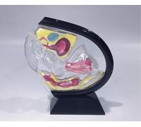 1pcs Transparent Uterus Model - Female Anatomy Teaching Aid for Healthcare applications Education and Training