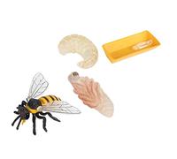 1Set Bee Growth Cycle Model Educational Simulation for Enhance Cognitive Skills Realistic Insect Evolution Display for Natural Science Learning and Imagination