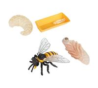 1Set Bee Growth Cycle Models Educational Bee Display for Enhance Cognition Learning for Home Decor and Ideas