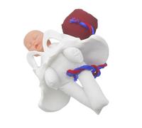 1Set Childbirth Education Pelvis Model with Umbilical Cord Placenta Compact Teaching Tool for Midwife Training Pregnancy Demonstration Obstetric Schools