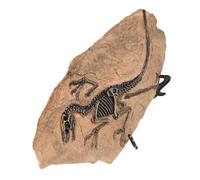 1Set Dinosaur Fossil Model Ornament Realistic Desktop Decoration for Home for Geology Paleontology Education Great Dinosaur Lovers