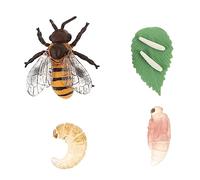 1Set Honey Cycle Models Educational Bee Growth Cycle for Cognitive Plaything Realistic Figurines for Early Learning and Imagination