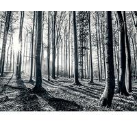 1Wall Black and White Nature Forest Wall Mural 3.15 x 2.32m, Wood, 1 x 315 x 232 cm