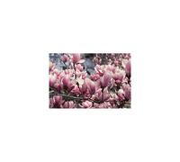 1X 3-4FT LARGE MAGNOLIA SOULANGEANA PLANT - FRAGRANT TREE - 3L