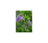 1X 3-4FT LARGE SOLANUM CRISPUM GLASNEVIN BLUE FLOWERING CLIMBING PLANT 3L