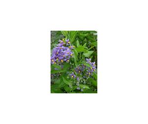 1X 3-4FT LARGE SOLANUM CRISPUM GLASNEVIN BLUE FLOWERING CLIMBING PLANT 3L