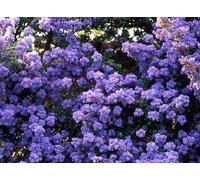 1x 4-5ft Large Ceanothus Dentatus Shrub - Flowering Evergreen Plant - 5L Pot Direct Plants Green One Size