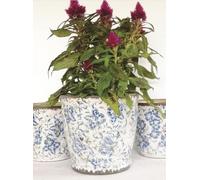 1x Large White & Blue French Flower Pattern Plant Pot, Floral Pottery Pot Cover, Blue & White Floral Pot, Weathered Shabby Chic Plant Pot, White & Blue Floral Pot - Flo, White Pot, Succulent Pot,