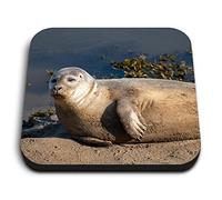 1x Square MDF Magnet 5cm - Grey Seal Sunbathing Nature Wildlife - Fridge Locker Office Whiteboard Toolbox #52934