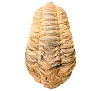 2.3-2.7in Real Dinosaur Fossil, Trilobite Fossil Specimen, Natural Prehistoric Shark Teeth, Fossilized Shark Tooth, Perfect Gifts for Rock and Dinosaur Collectors