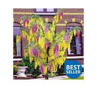 2 - 3 ft Tall Adams Laburnum Laburnocytisus Adamii Vibrant Garden Tree