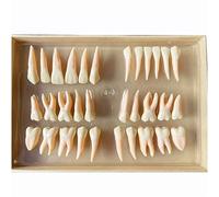 2.5 Times 32 Teeth Two-Color Permanent Teeth Model - Teeth Model for Eductaional - Teaching Model of Isolated Tooth Anatomy - Tooth Demonstration Model for Dentist Student Children,A