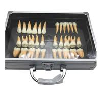2.5X Magnified Dental Teeth Model - 32pcs Adult Teeth Kit Permanent Teeth Model, Dental Teeth Model Set with Portable Case, Two-Colored Educational Teaching Tool for Patient and Dental