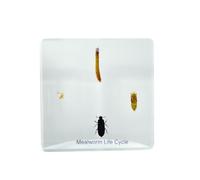 2.9 inch Insect Real Life Cycle Specimens Insect Resin Specimen, Specimens Animal Paperweights Specimen for Children's Science Education, Preschool Home Office Display Decor (Mealworm)