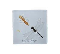 2.9 inch Insect Real Life Cycle Specimens Insect Resin Specimen, Specimens Animal Paperweights Specimen for Children's Science Education, Preschool Home Office Display Decor (Dragonfly)