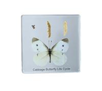 2.9 inch Insect Real Life Cycle Specimens Insect Resin Specimen, Specimens Animal Paperweights Specimen for Children's Science Education, Preschool Home Office Display Decor (Pieridae)