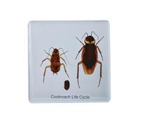 2.9 inch Insect Real Life Cycle Specimens Insect Resin Specimen, Specimens Animal Paperweights Specimen for Children's Science Education, Preschool Home Office Display Decor (Cockroach)