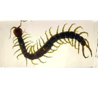 2.9" Real Black Centipede in Crystal Clear Lucite Resin Crafts Specimen Preserved Various Animal Insect Bug Taxidermy Collection for Biology Science Education & Desk Ornament Display Supplies