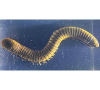 2.9" Real Millipede in Crystal Clear Lucite Resin Specimen Preserved Animal Insect Bug Taxidermy Crafts Collection for Biology Science Education & Desk Ornament Display Supplies Paperweight