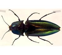 2.9" Real Snapping Jewel Beetle in Crystal Clear Lucite Resin Specimen Preserved Insect Taxidermy Collection for Biology Science Education & Desk Ornament Display Supplies Decor Paperweight