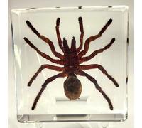 2.9" Real Tarantula Selenocosmia Huwena Spider in Crystal Clear Lucite Resin Specimen Preserved Halloween Paperweight Arachnoids Taxidermy Collection for Biology Science Education Desk Display