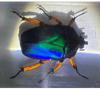 2.9" Real Unicorn Blue Green Chafer Beetle w/Golden Legs in Crystal Clear Lucite Resin Specimen Preserved Insect Bug Taxidermy Collection for Biology Science Education Desk Display Supplies