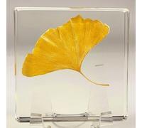2.9" Real Yellow Ginkgo Biloba Leaf in Crystal Clear Lucite Resin Specimen Dried Pressed Botanist Herb Herbarium Crafts Collection for Botany Science Education & Desk Ornament Display Supplies