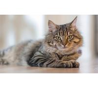 2 Cat Sitting sessions for 30 mins. per day
