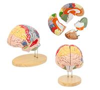 2-Fold Human Brain Model For Neuroscience,4-Part Anatomical Model Of The Nervous Structure Of The Human Brain, Vessels For Learning Display, Medical