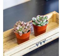 2 Mini Live Succulent Plants - Indoor Cactus & Cacti Mix in Pots, Real Low Maintenance Houseplants for Home Office Desk Decor, Easy Care Gifts