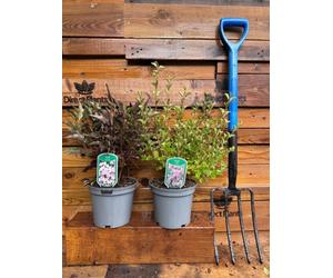 2 Mixed Extra Large Syringa Dwarf Lilac Shrubs In 3 Litre Pots By Direct Plants