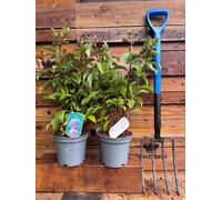 2 Mixed Extra Large Viburnum Winter Flowering Fragrant Shrubs In 3 Litre Pots By Direct Plants
