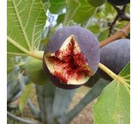 2 Mixed Fig Fruit Trees Brown Turkey & Rouge De Bordeaux 2/3 Litre Pots By Direct Plants