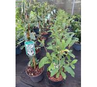 2 Mixed Large Exochorda Pearl Bush Shrubs In 2/3 Litre Pots By Direct Plants