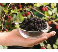 2 Mixed Morus Mulberry Fruit Plants For Garden & Patio Mojo & Giant 2/3 Litre Pots By Direct Plants