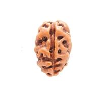 2 Mukhi Indonesian Rudraksha Activated & Energized Loose Bead 14mm-15mm