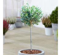 (2) Olive 'Olea Europa' Tree | Hardy Ornamental Potted Trees For Small Gardens 2-3Ft