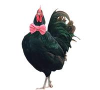 2 Pack Anti Crow Rooster Collar No Crow Rooster Collar Chicken Neckband Noise Free for Roosters Prevent Chickens from Screaming