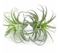 2 Pack Artificial Air Plants, Realistic Looking Faux Tillandsia Succulents Plants for Home Decor, Indoor Outdoor Garden, Terrarium, Office Desk, Wedding Displays (Green)