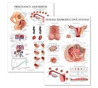 2 Pack - Female Reproductive Anatomy Poster + Pregnancy and Birth Anatomy Chart - Laminated