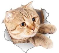 2 Pack - Global Decals 3D Cat Stickers - Playful Cat Stickers for Wall, Fridge, Toilet and More - Retail Packaged