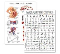 2 Pack - Labor & Birthing Positions Poster + Pregnancy Anatomy Chart - Childbirth Education for Doula, Midwife or Birthworker - 18" x 24" - Laminated