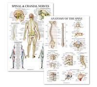 2 Pack: Spinal and Cranial Nerves + Anatomy of the Spine Poster Set - Set of 2 Anatomical Charts - Laminated - 18" x 24"