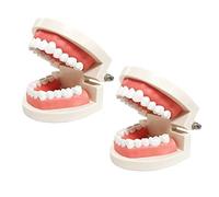 2 Pack Standard Teeth Models, YOUYA DENTAL Kids Dental Teaching Study Supplies Adult Standard Typodont Demonstration Teeth Model(Without Wisdom Teeth)