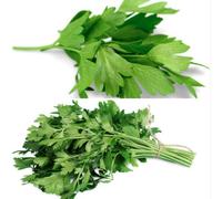 2 Packs Coriander Seeds - Standard and Slobolt Coriander Varieties