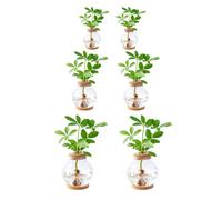 2 Packs Propagation Vases for Plants, Plastic Plant Propagation Station with Hole Lid and Cork Coasters, Plant Growing in Water Hydroponic Home Office Table Decoration Fish Bowl Style